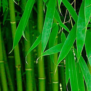 Бамбуковое волокно — что это?